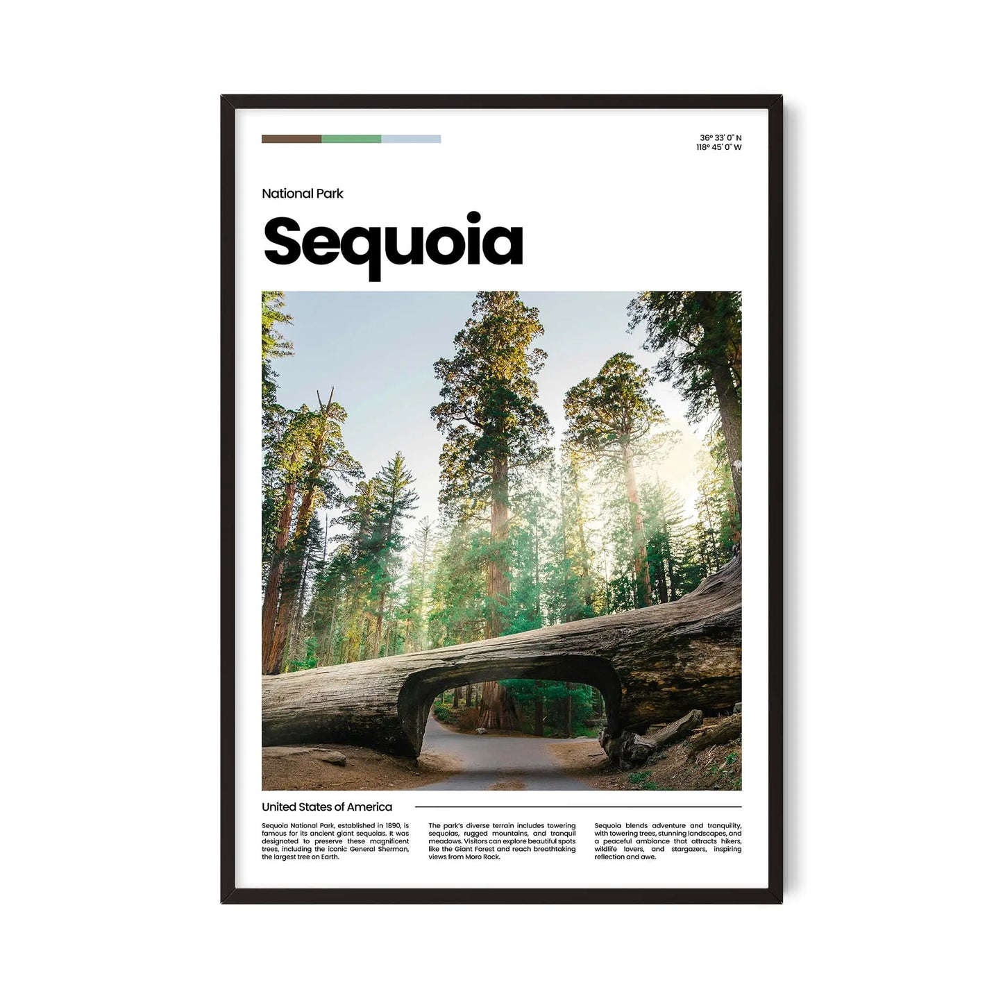Sequoia Poster