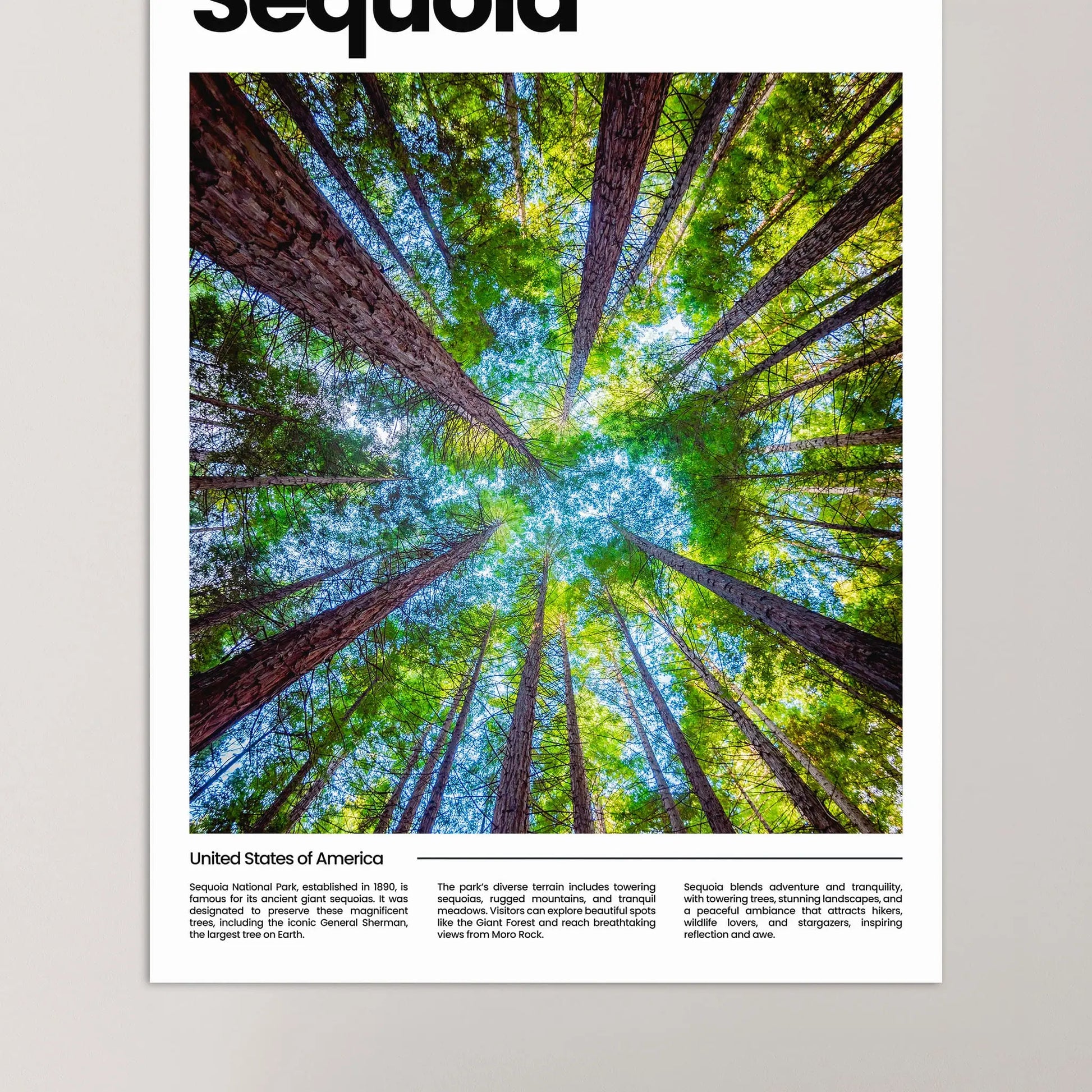 Sequoia Poster – Vintage Wall Art Print